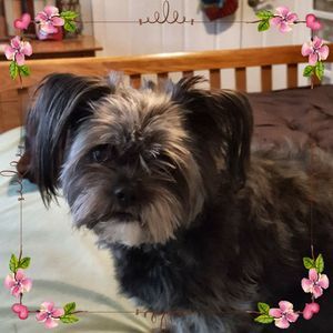 Meet your Posher, Anne